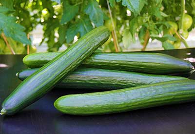 Wholesale Seedless Cucumber