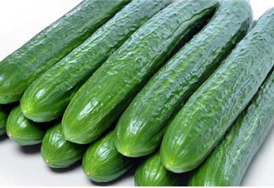 Wholesale Seedless Cucumber