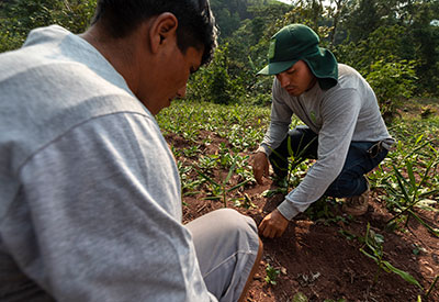 Advise Growing for Wholesale Organic Ginger