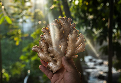 Organic Ginger Root