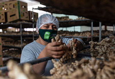 Wholesale Organic Ginger Root Sorting